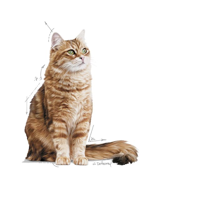 Royal Canin Fcn Feline Care Nutrition Digestive (2Kg) Cat Dry Food